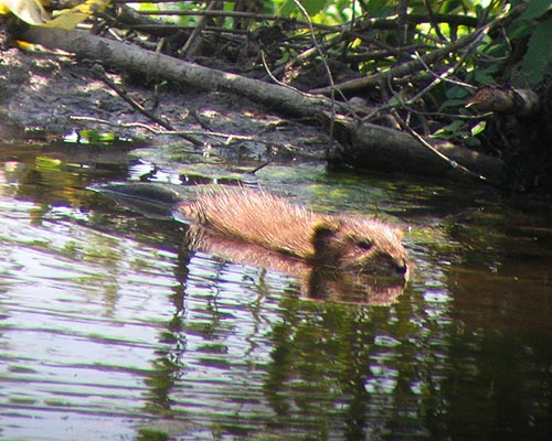 Beaver in a pond